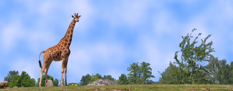 parc - girafe